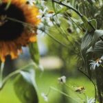 Siej kwiaty, pomagaj pszczołom!